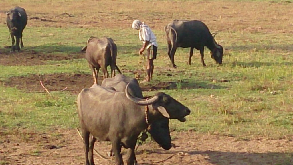 Water buffaloes grazing