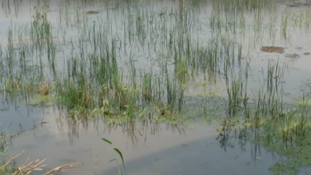 Rice growing in paddy fields in Monsoon