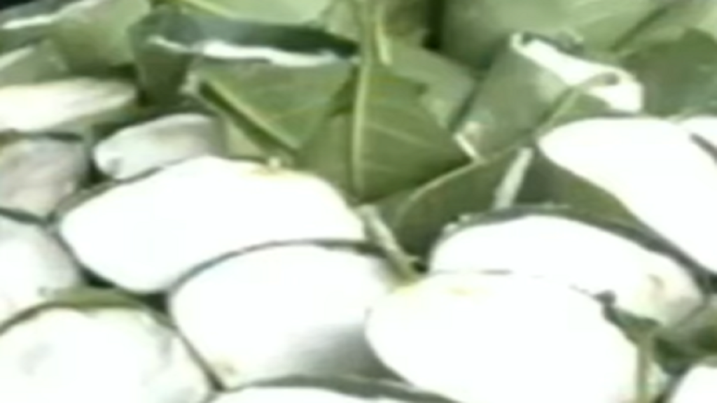 Patolleo