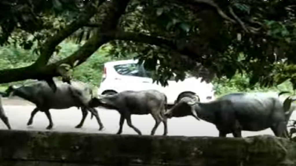 water buffalo, bullocks and cows ambling along the country lanes n Goa